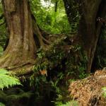 Malt Rest (Otway Park) - Rainforest walk